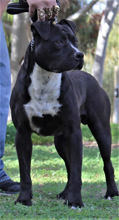 DDDawgs Tractor JNR (AI)